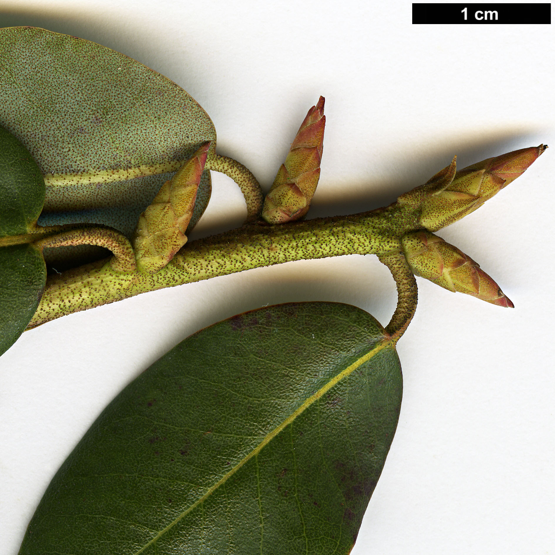 High resolution image: Family: Ericaceae - Genus: Rhododendron - Taxon: triflorum